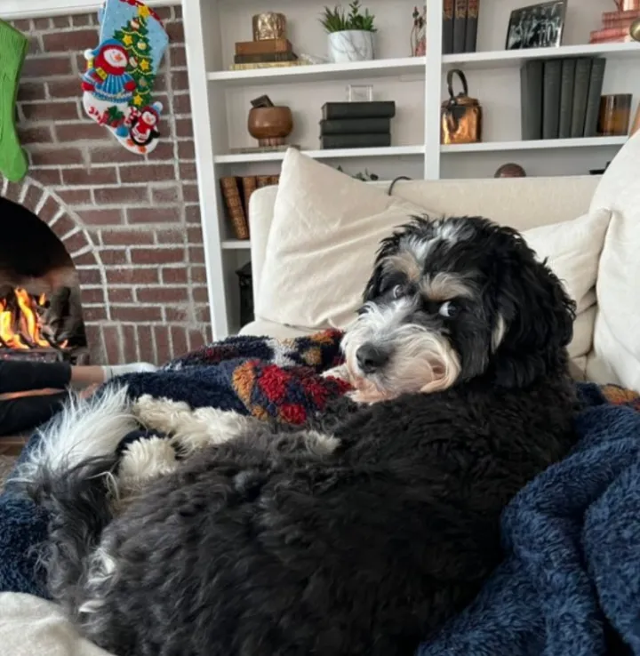 «Реакция моего избалованного пса на то, что я дал ему только один кусочек дорогущего сыра».