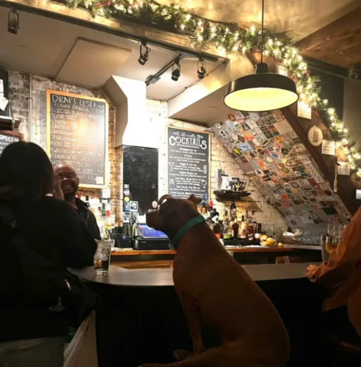 Идеальный посетитель бара.