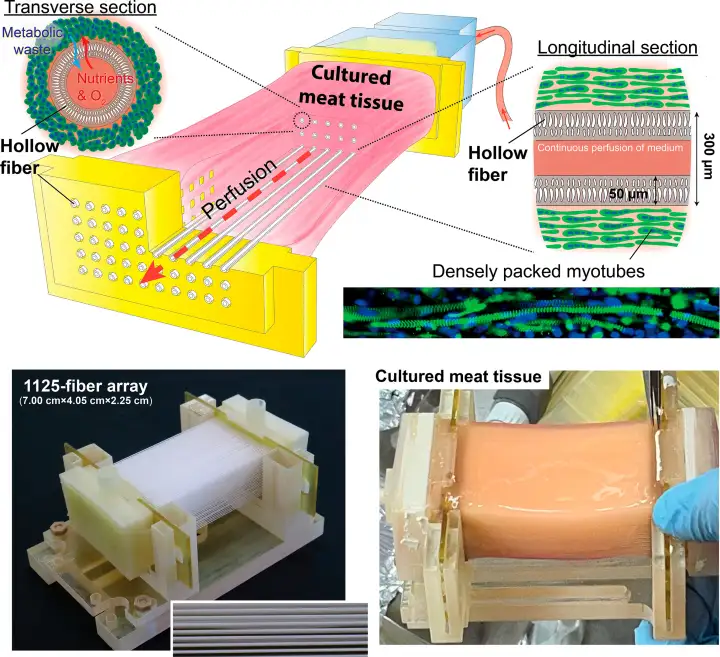 Процесс создания искусственного мяса.