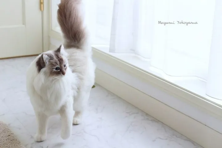 В ожидании хозяина.