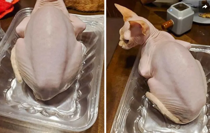 «Вы поймете, что курица еще сырая, когда она начнет мурлыкать».