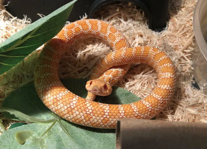 «Крендель, который кусает в ответ».