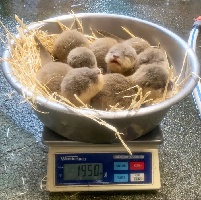 Спагетти с пушистыми фрикадельками.