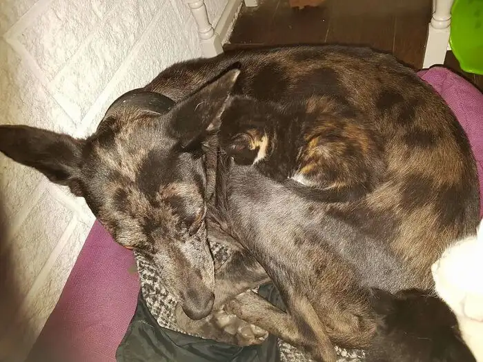 На этом фото два животных.