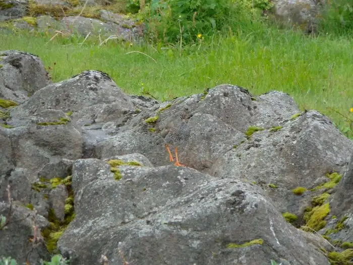 Просто лапки.