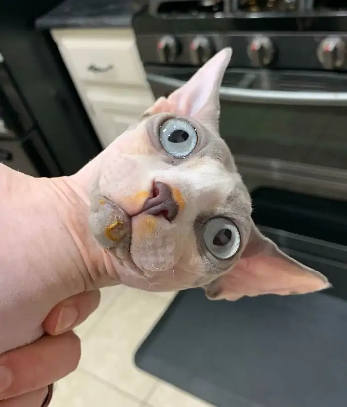 «Ничего не знаю! Я ничего не ел».