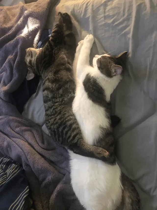 «Мои сонные питомцы».