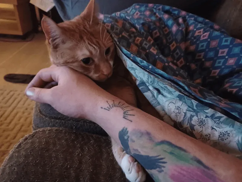 «Кто-нибудь еще любит укладывать своих животных, когда они хотят спать?»