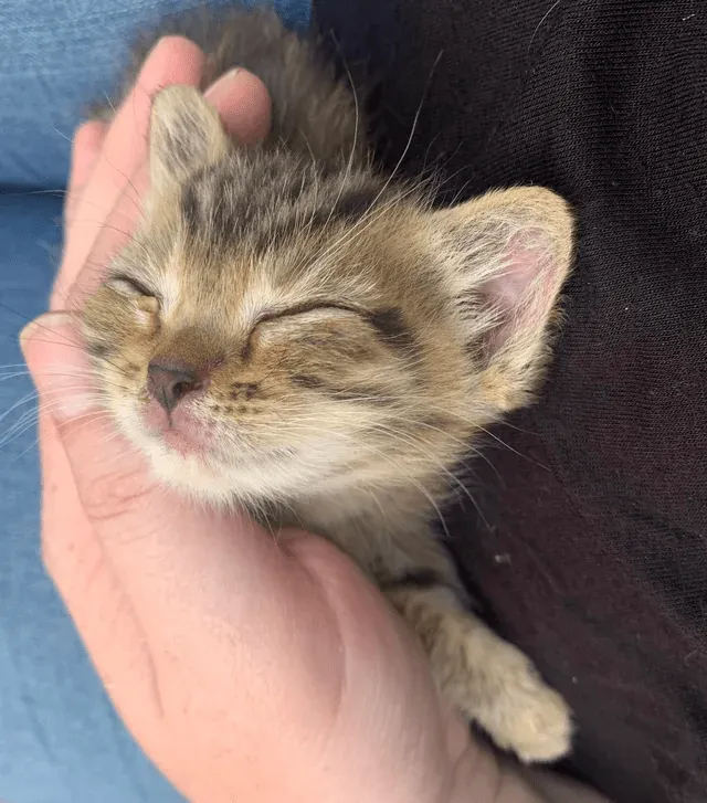 «Только посмотрите, какой он милый».