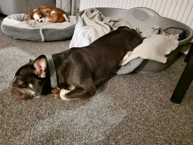 «Он любит спать как тюлень».