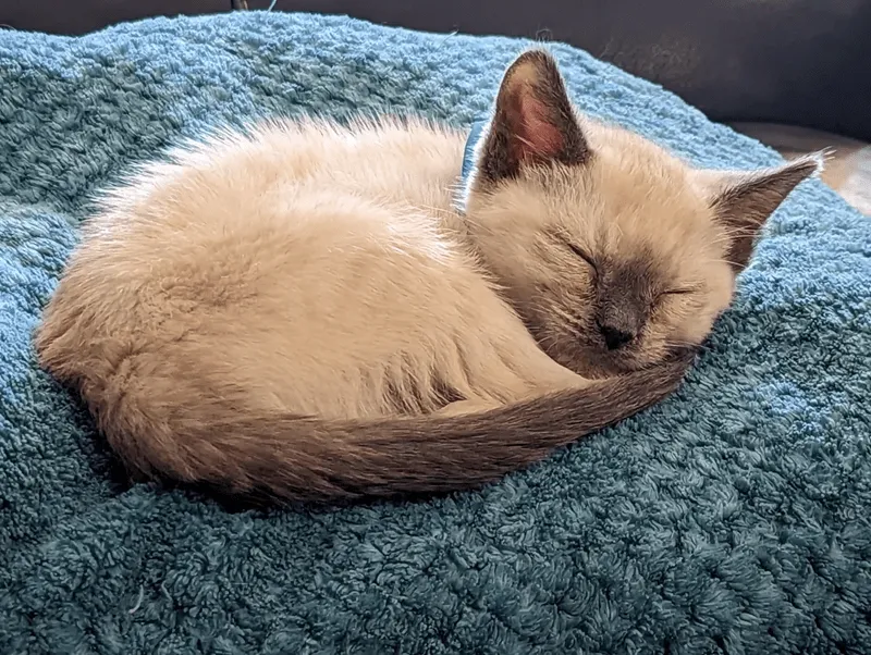 «Послеобеденный сон...»