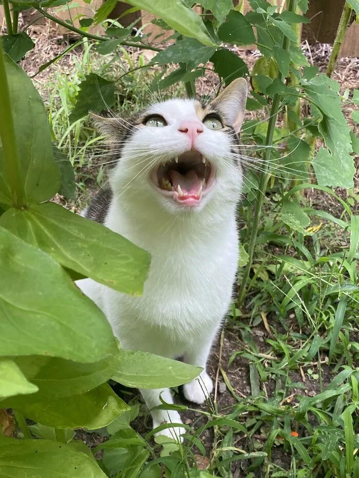 «Он любит прятаться в высокой траве, но злится, если вы его найдете».