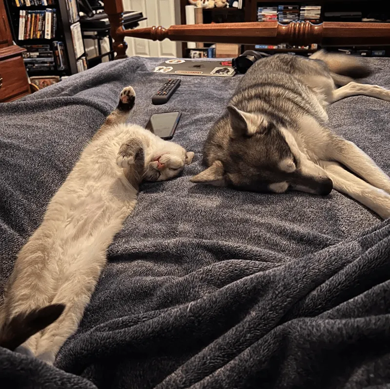 «Сонные друзья».