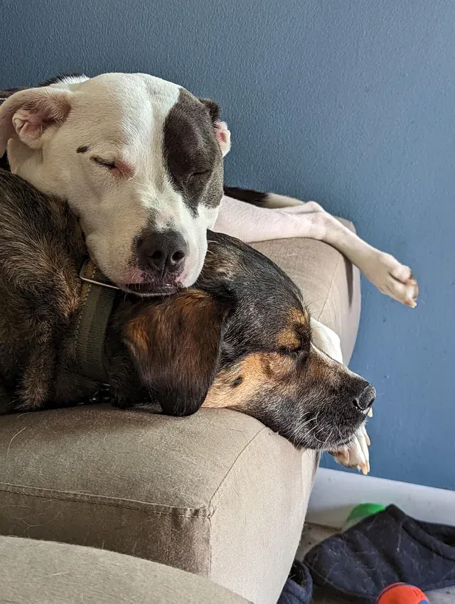 «Сонные друзья».