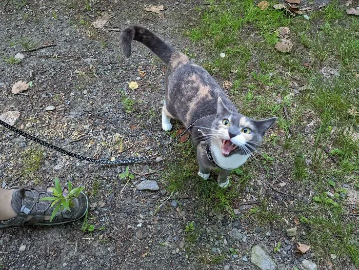 «Возмущается, потому что я не позволил ей выбрать путь, который она хотела».