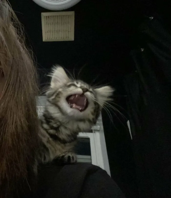 «Очень разговорчивый, даже слишком разговорчивый».