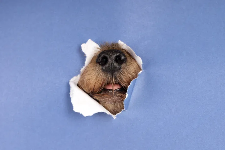 Собачий нос.