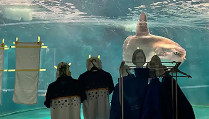 После временного закрытия на ремонт японского аквариума его общительный обитатель — рыба-луна — стала демонстрировать тревожные признаки ухудшения здоровья.