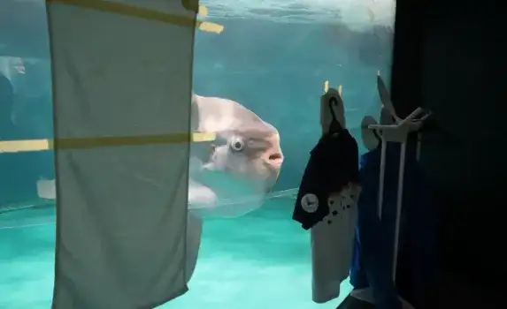 Персонал нашел нестандартный способ решения проблемы: чтобы скрасить одиночество морской жительницы, рядом с аквариумом разместили силуэты людей, вырезанные из картона.