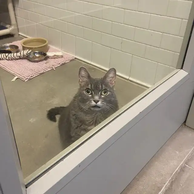 Такой её увидел новый хозяин в приюте.