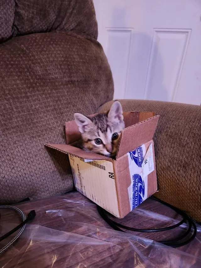 «Крошечная ловушка, крошечный улов».