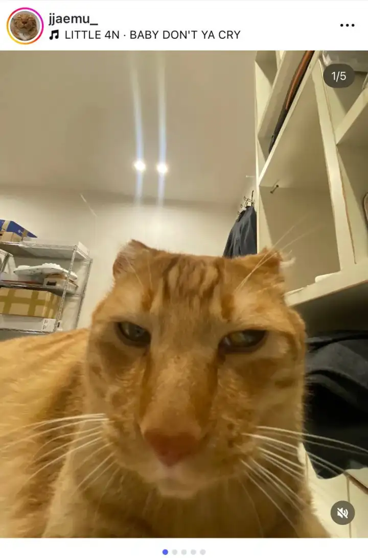 Селфи котика 3.