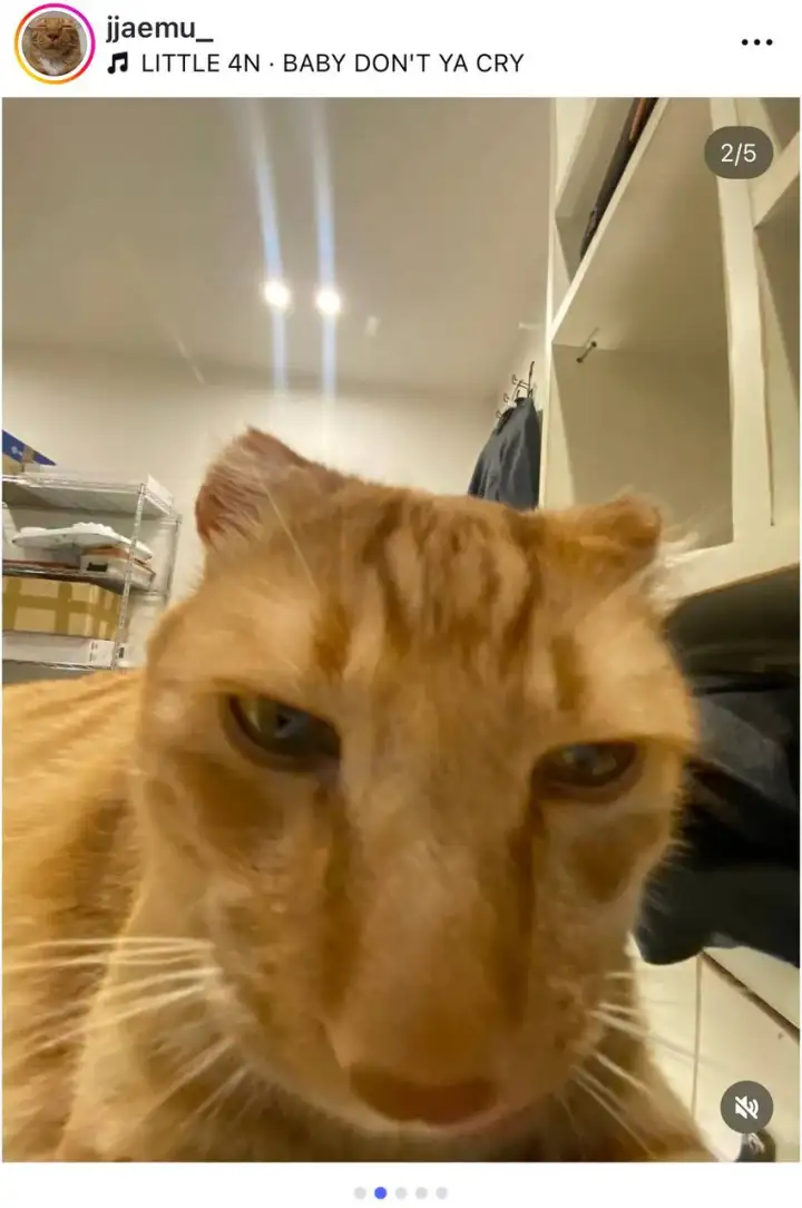 Селфи котика 4.