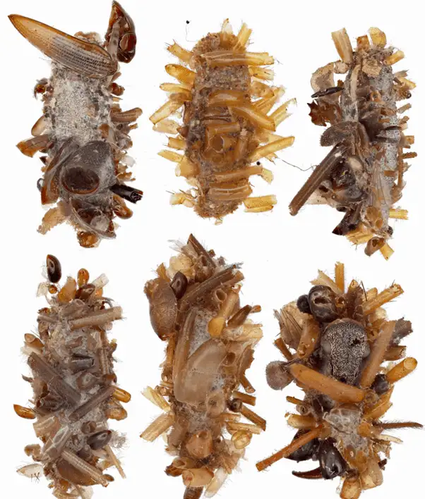 Парад ужасающих костюмов.