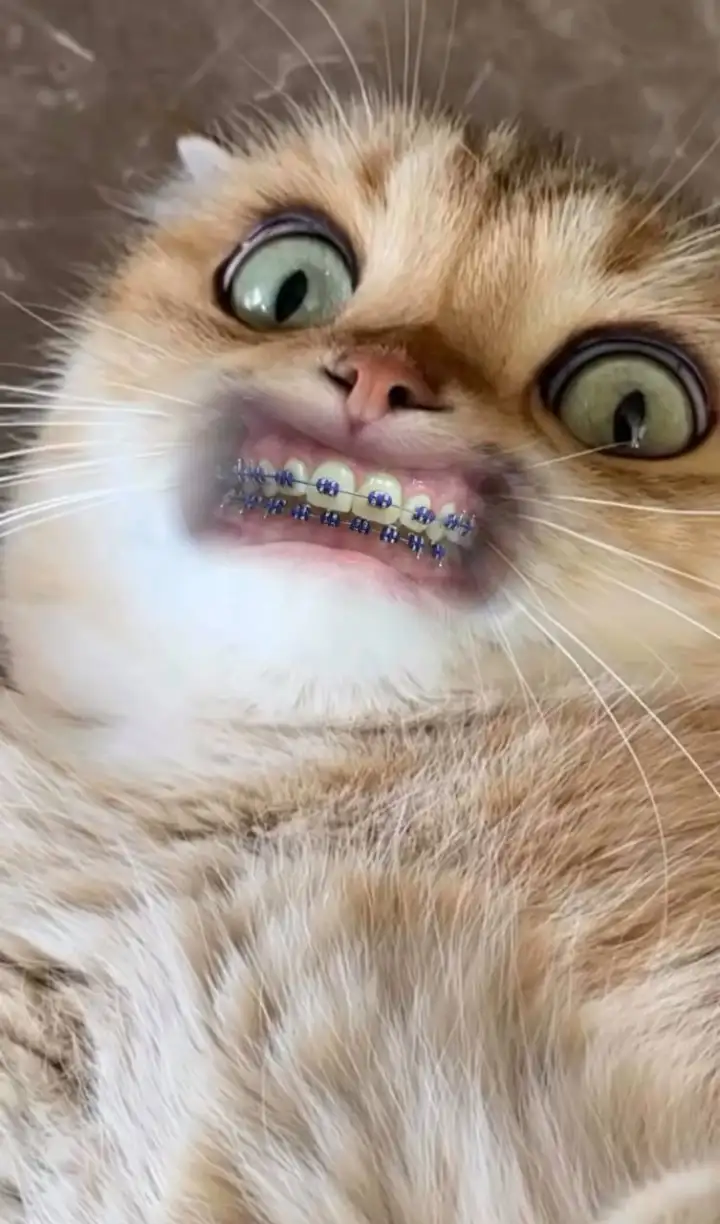 Зубастый котик 1.