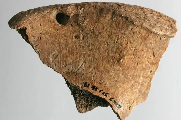 Таз мужчины со следом укуса большой кошки.