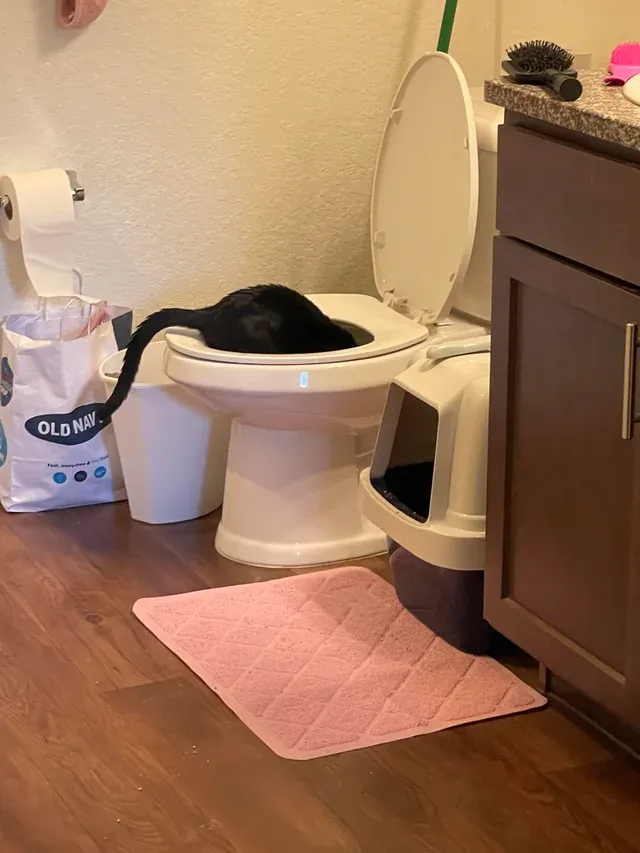 «В кроличью нору?»