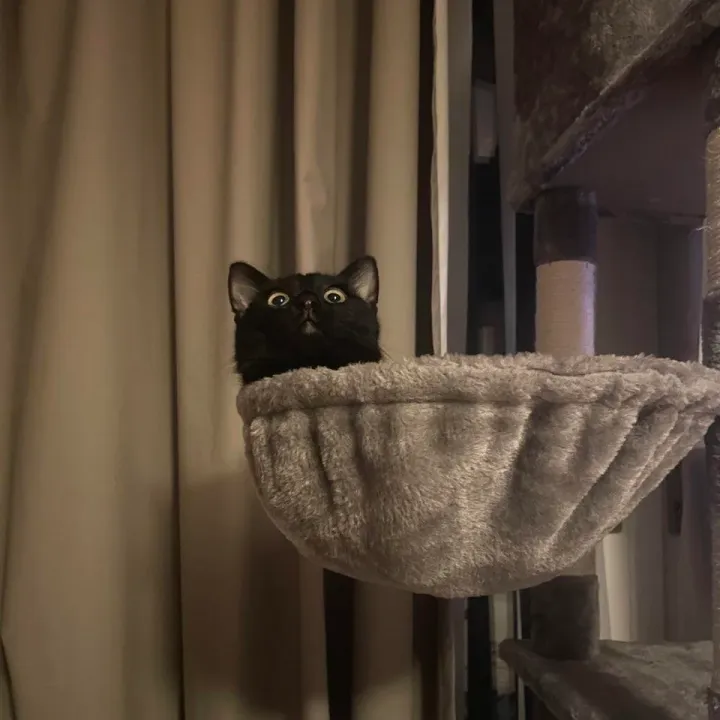 Увидел человека в своём доме.