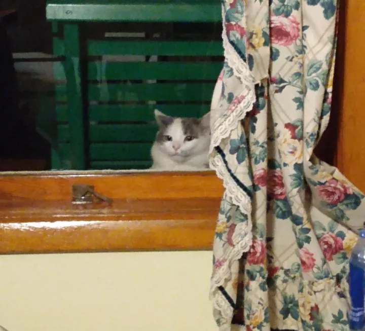 «Соседский кот смотрит, как мы ужинаем».