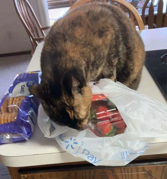 «Моя кошка одержима клубникой и продуктами со вкусом клубники».