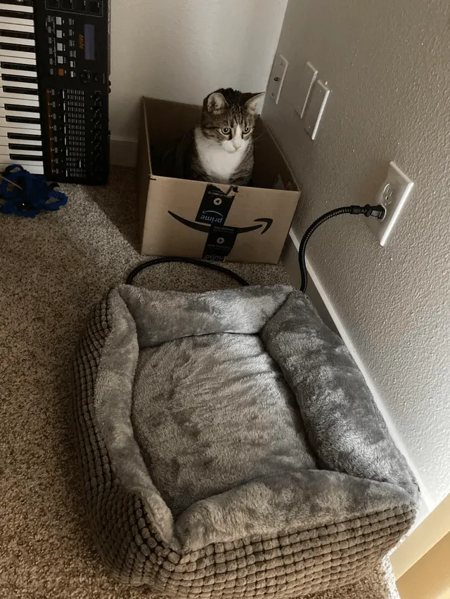 «Мой кот отказывается пользоваться лежанкой с подогревом, которую я купил для него».