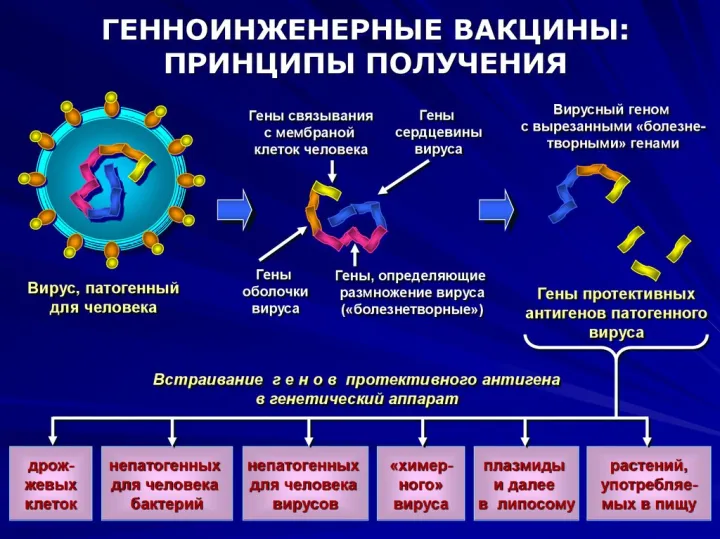 МРНК-вакцина от рака работает по такому же принципу, что и вакцины от вирусов.