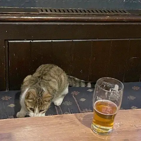 Котик по кличке Арахис оказался большим любителем пива.