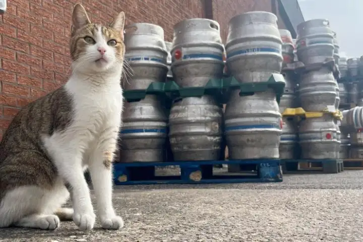 Ведь он дважды сбегал в пивоварню в 50 км от дома.