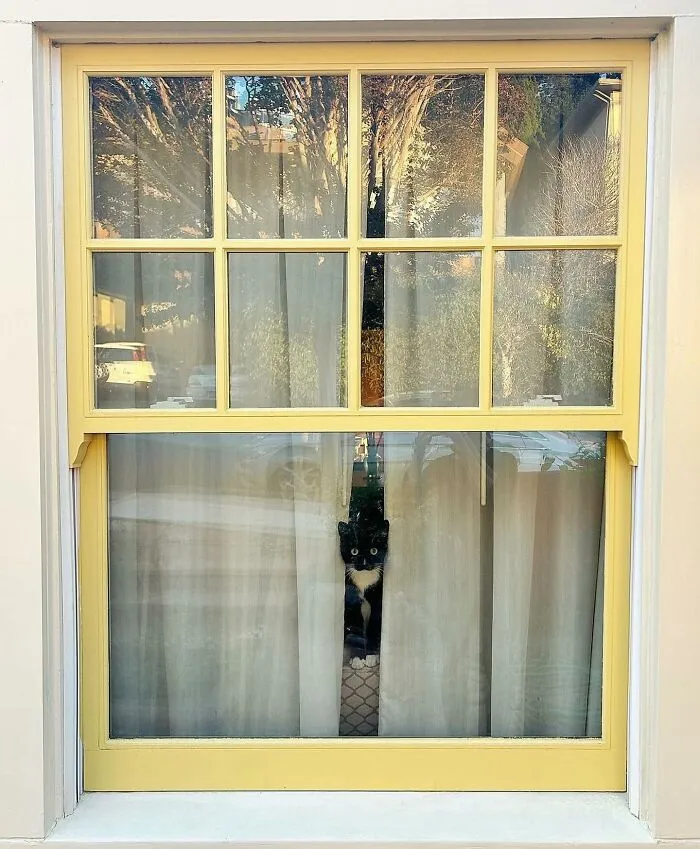 Котейка Ева из Олбани, США.