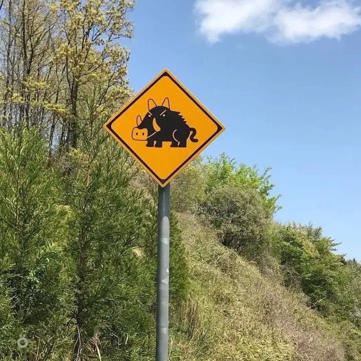 Осторожно, кабаны.