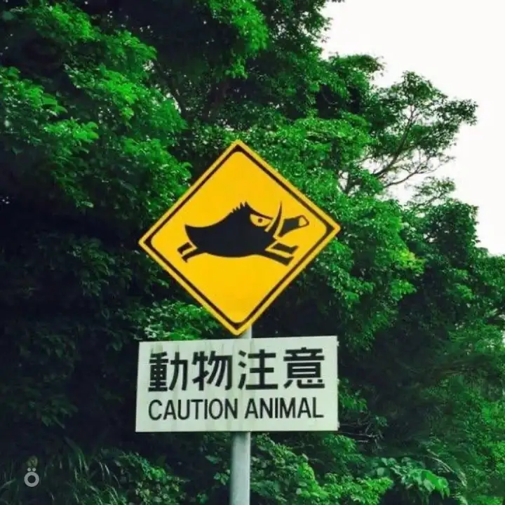 Осторожно, кабаны.