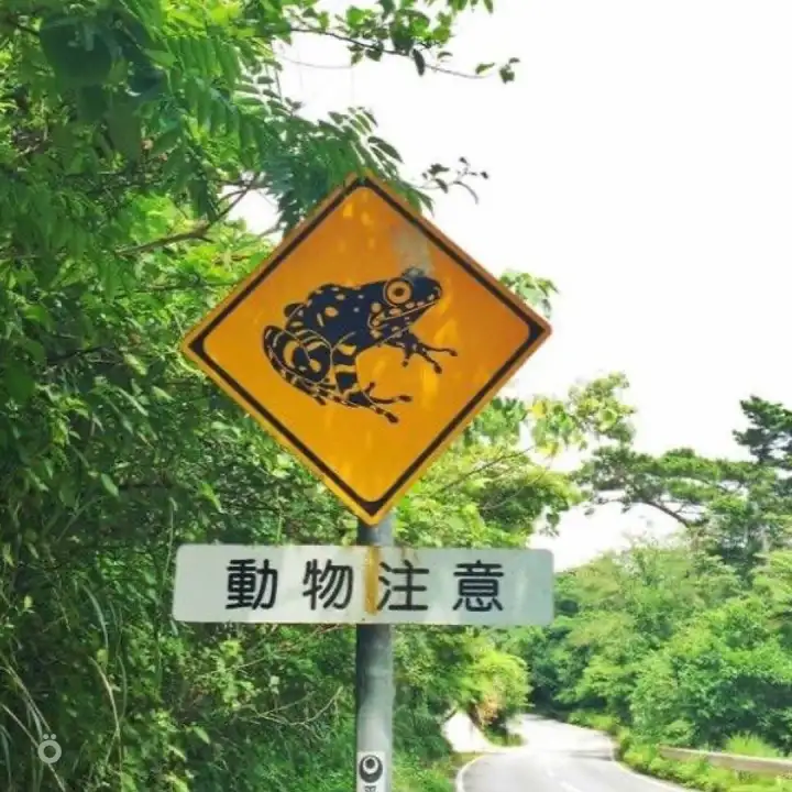 Осторожно, лягушки.