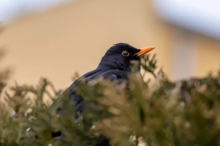 Клювы птиц во время локдауна стали длиннее.