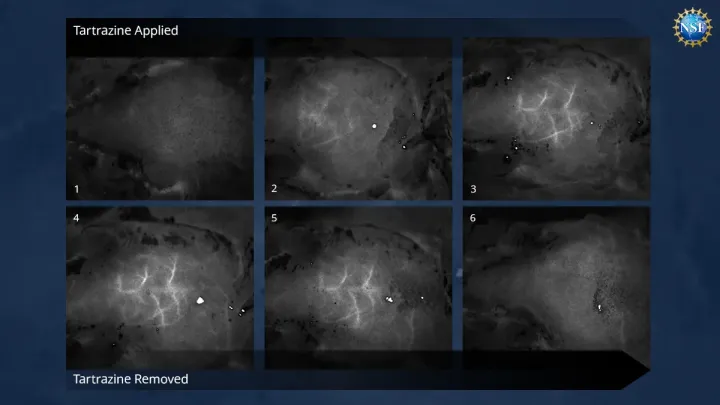 При нанесении красителя тартразина кровеносные сосуды в мозге мыши стали видны через кожу.