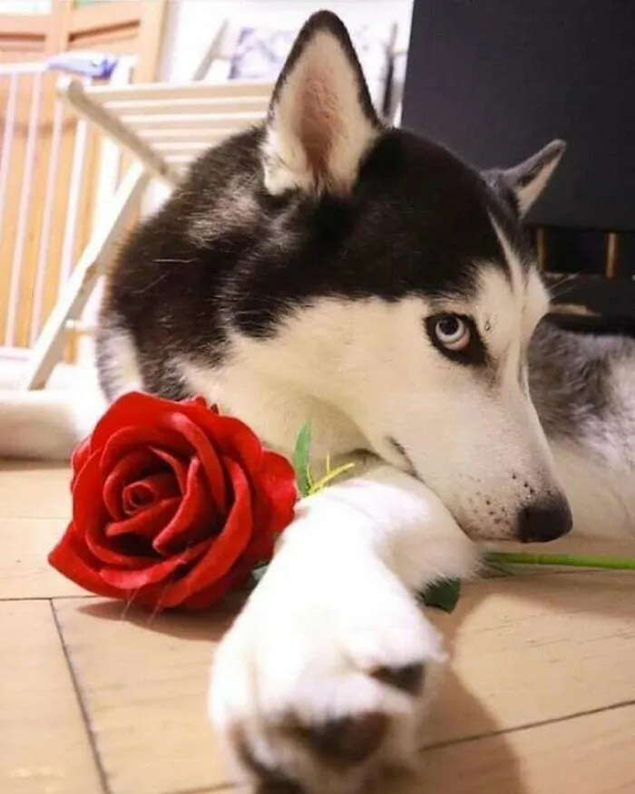 «Хозяйка, это тебе».