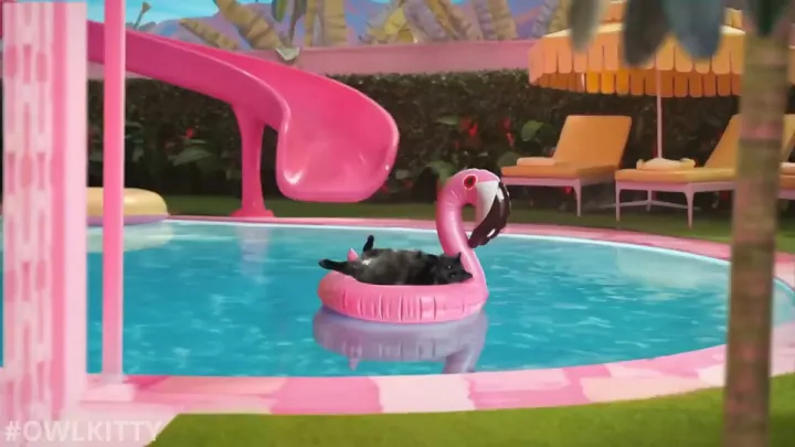 В нем главную блондинку фильма заменила пушистая брюнетка - кошка Тибо по кличке Лиззи.