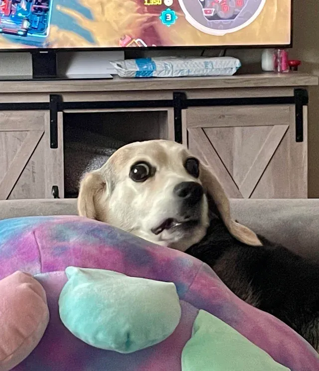 «Чем я заслужил этот взгляд?»