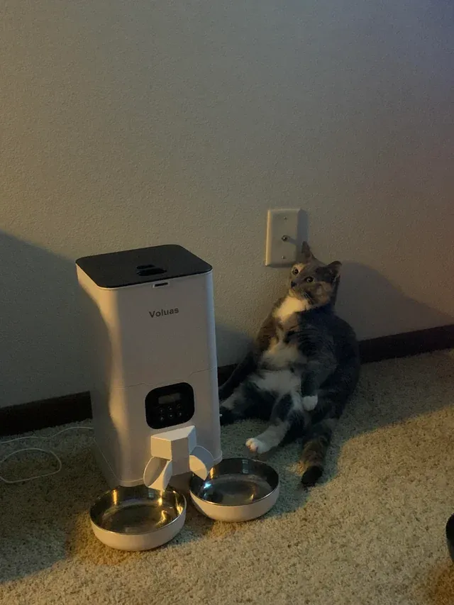 «Кошка терпеливо ждет корм».