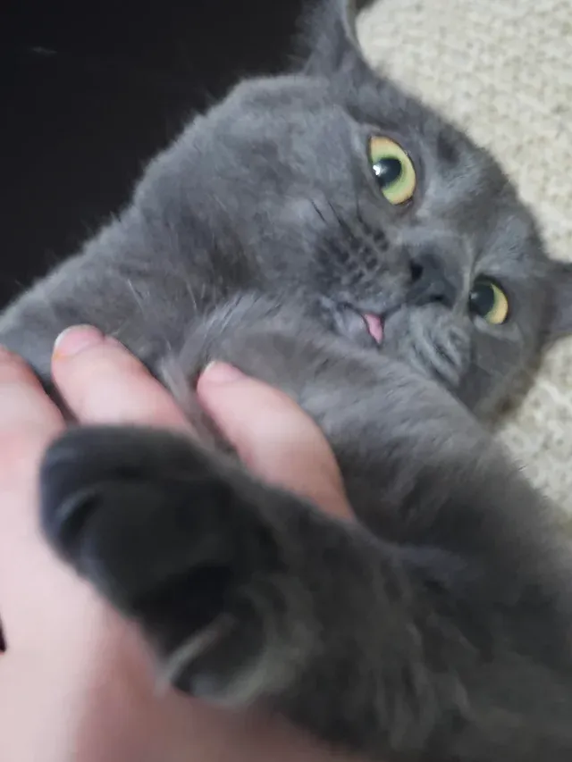 «Пошел, чтобы погладить ее, а получил это».