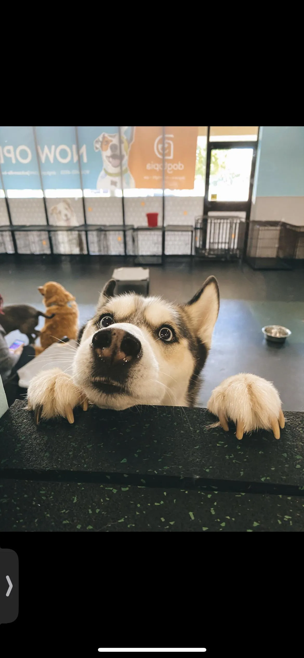 «Мой хаски умоляет меня вернуться к нему в игровую комнату».